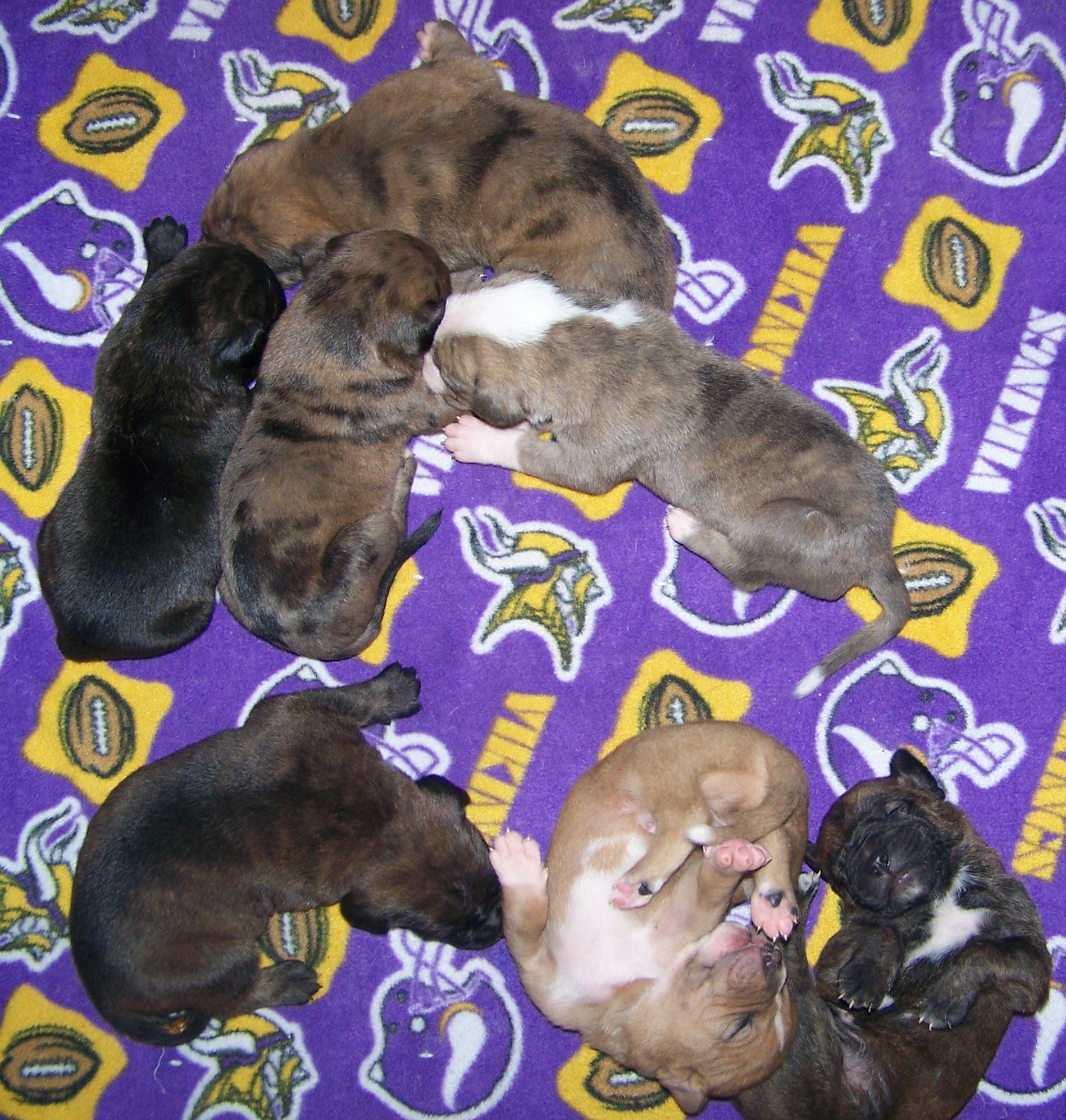 litters001.jpg