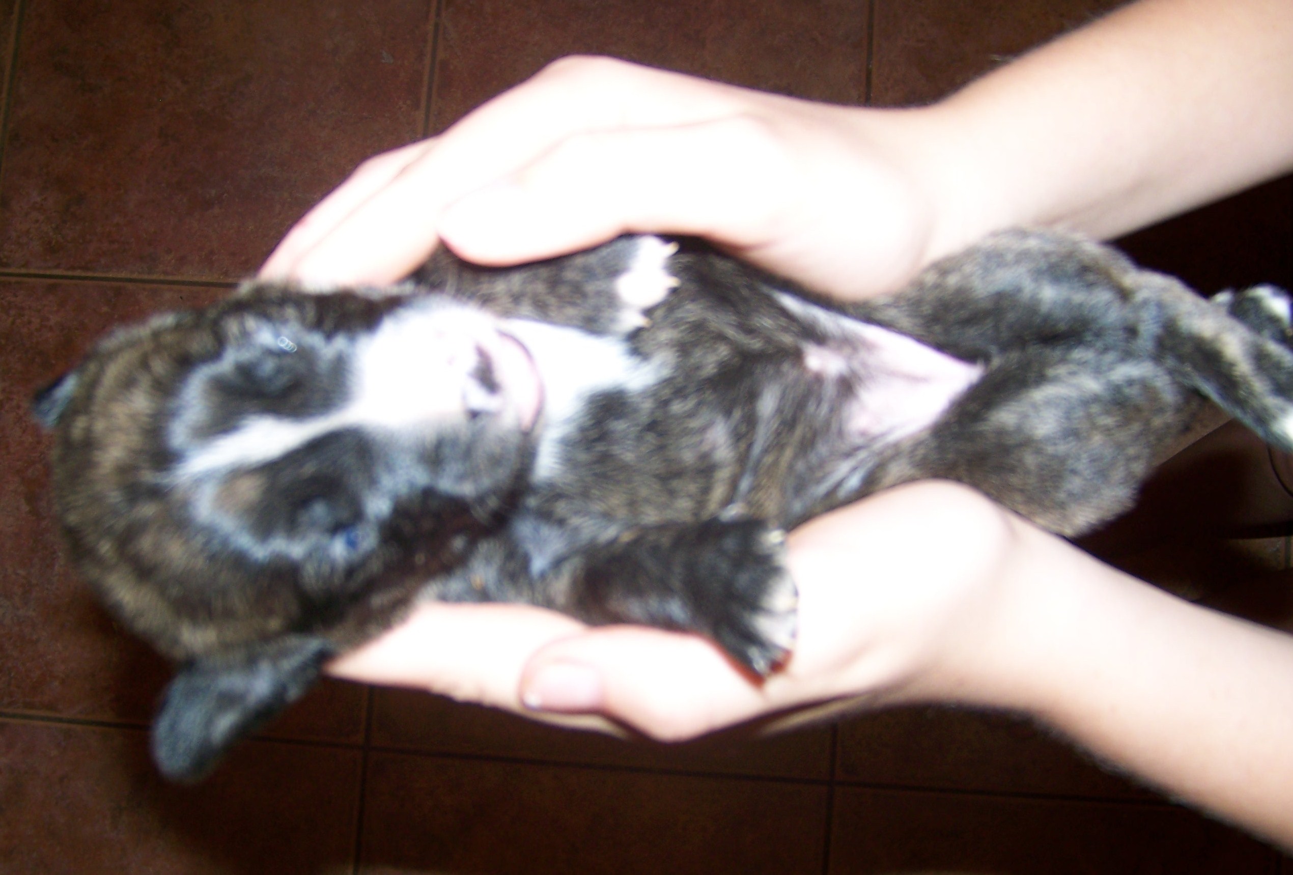 litters017.jpg
