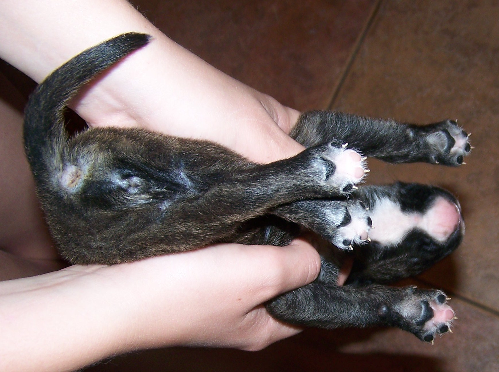litters018.jpg