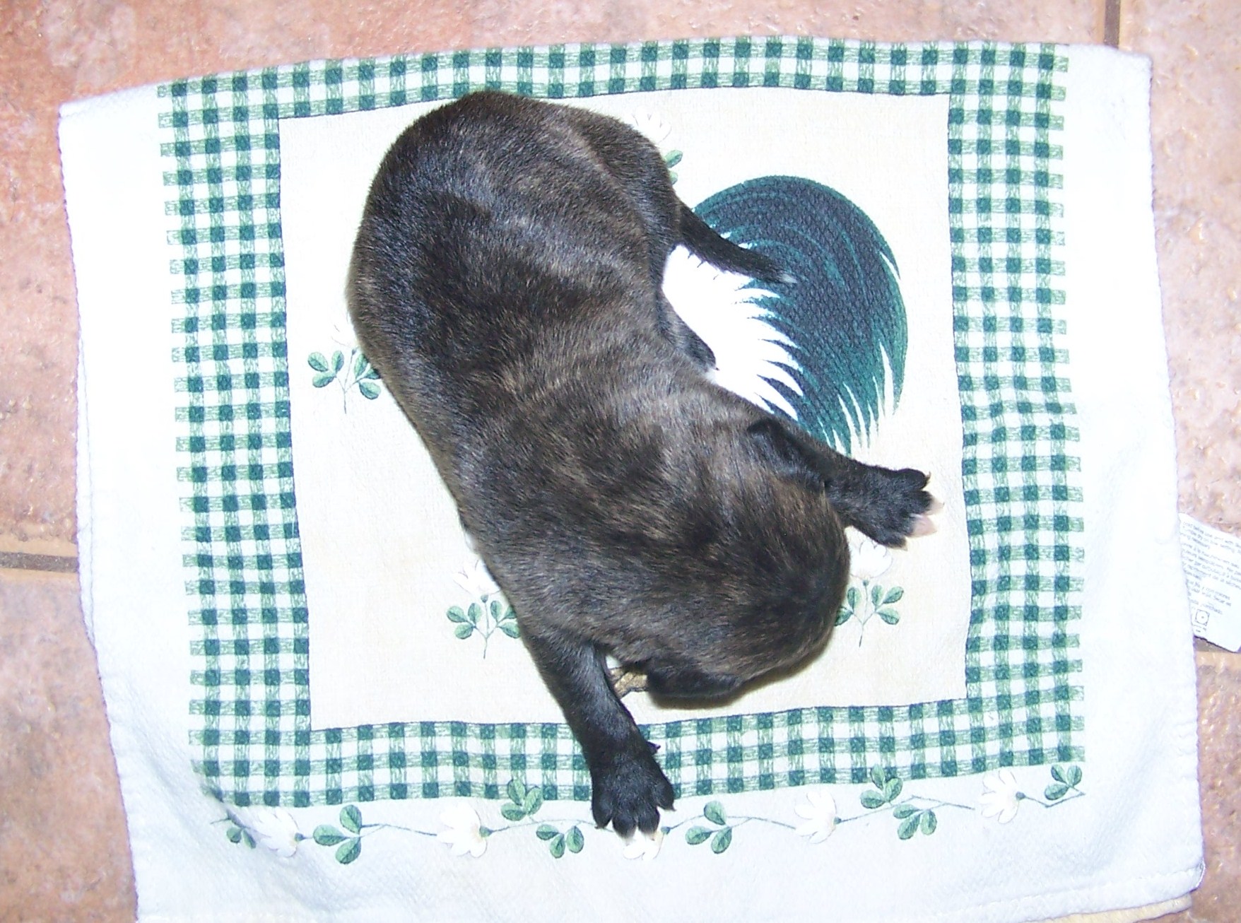 litters019.jpg