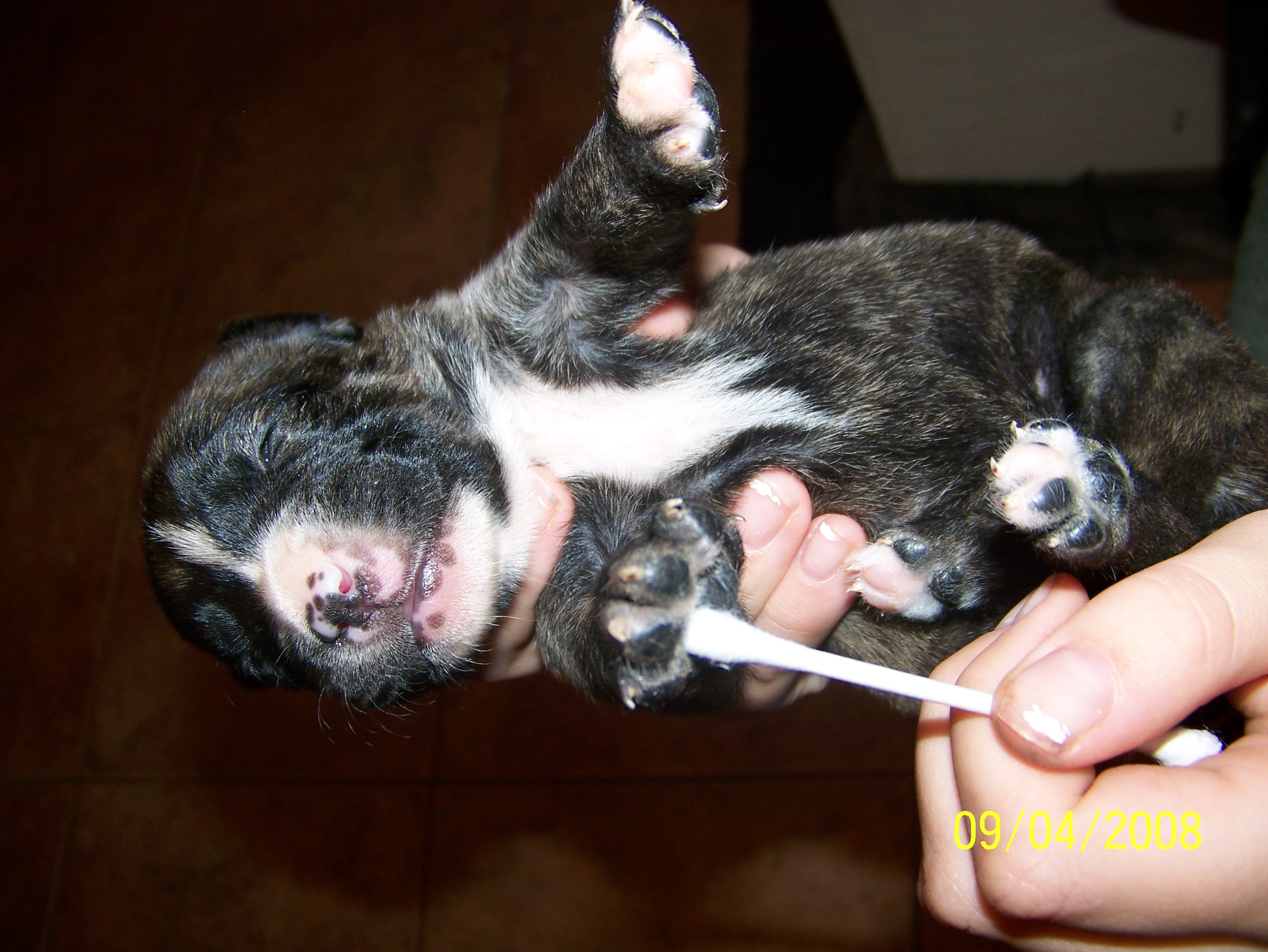 litters021.jpg